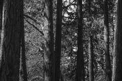 AlanKlughammer.com_20250413-_AZ72905