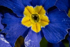 AlanKlughammer.com_20250413-_AZ72915