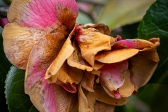 AlanKlughammer.com_20250413-_AZ72964