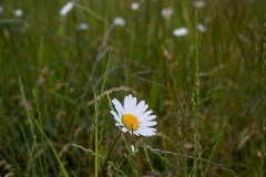 AlanKlughammer.com_20250601-_AZ73285