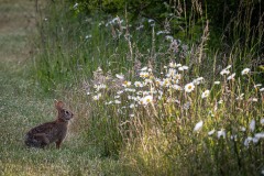 AlanKlughammer.com_20250601-_AZ73335
