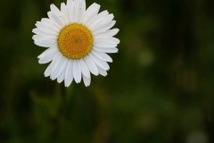 AlanKlughammer.com_20250601-_AZ73345