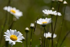 AlanKlughammer.com_20250607-_AZ73350