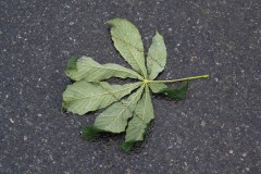 AlanKlughammer.com_20250621-_AZ73412