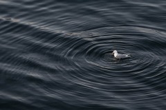 AlanKlughammer.com_20250628-_AZ73417