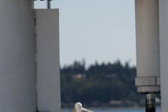 AlanKlughammer.com_20250701-_AZ73462