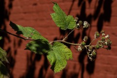 AlanKlughammer.com_20250712-_AZ73644