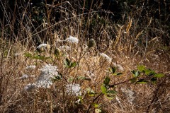 AlanKlughammer.com_20250802-_AZ73702