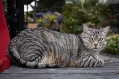 AlanKlughammer.com_20250808-_AZ73924