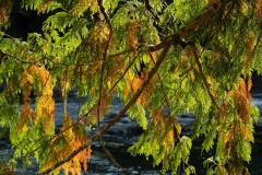 AlanKlughammer.com_20250911-_AZ74399