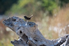 AlanKlughammer.com_20250913-_AZ74567