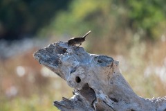 AlanKlughammer.com_20250913-_AZ74576
