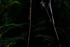 AlanKlughammer.com_20250913-_AZ74617