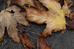 AlanKlughammer.com_20250913-_AZ74665