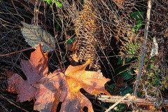 AlanKlughammer.com_20251108-_8506466