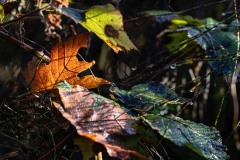 AlanKlughammer.com_20251108-_8506469