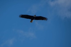 AlanKlughammer.com_20251108-_8506484