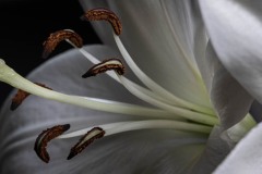 Lilly-25