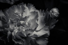 Dahlia-25