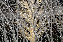 AlanKlughammer.com_20251203-_AZ75093