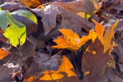 AlanKlughammer.com_IMG_2356