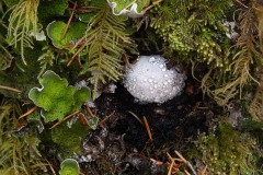 AlanKlughammer.com_Macro-qualicum-stack
