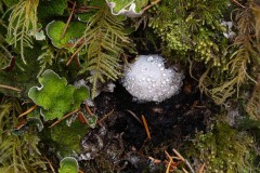 AlanKlughammer.com_Macro-qualicum-stack
