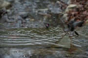 AlanKlughammer.com_20260101-_AZ75305
