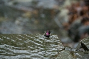 AlanKlughammer.com_20260101-_AZ75326