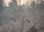 AlanKlughammer.com_20260125-_AZ75434