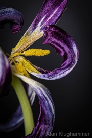 AlanKlughammer.com_20260322-_AZ76053