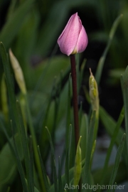 AlanKlughammer.com_20260404-_AZ76316