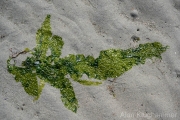 AlanKlughammer.com_20260406-_AZ76526