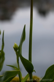 AlanKlughammer.com_20260411-_AZ76620
