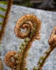 AlanKlughammer.com_20260411-_AZ76691
