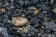AlanKlughammer.com_20260425-_AZ76787