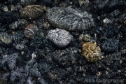 AlanKlughammer.com_20260425-_AZ76827