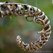 AlanKlughammer.com_20260425-_AZ76928