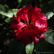 AlanKlughammer.com_20260503-_AZ77105