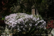 AlanKlughammer.com_20260503-_AZ77141