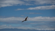AlanKlughammer.com_20260709-_AZ77950