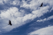 AlanKlughammer.com_20260709-_AZ77965