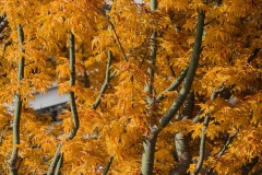 AlanKlughammer.com_20171117-_AKP8698