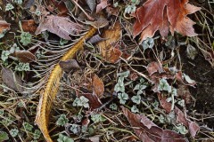 Fall in Goldstream