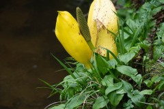 AlanKlughammer.com_20230408-_8503339