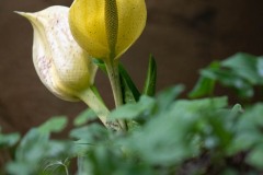 AlanKlughammer.com_20230408-_8503342