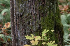 AlanKlughammer.com_20211011-_AK57520
