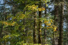 AlanKlughammer.com_20211011-_AK57527