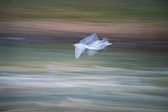 Flight