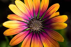 Summer Flower